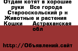 Отдам котят в хорошие руки - Все города, Старооскольский р-н Животные и растения » Кошки   . Астраханская обл.